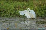 Aigrette garzette